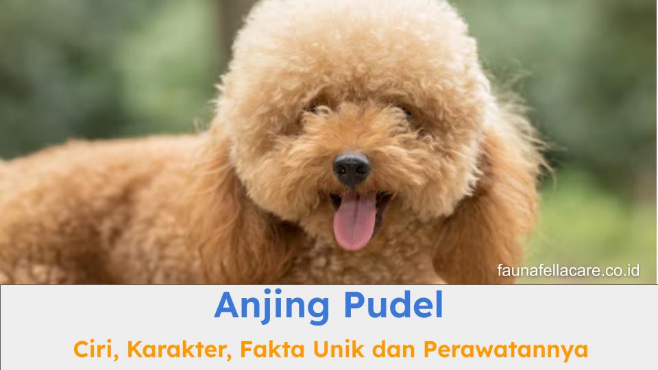 Anjing Pudel memiliki ciri dan karakter yang sangat unik. Anjing ini juga pintar dan cerdas.
