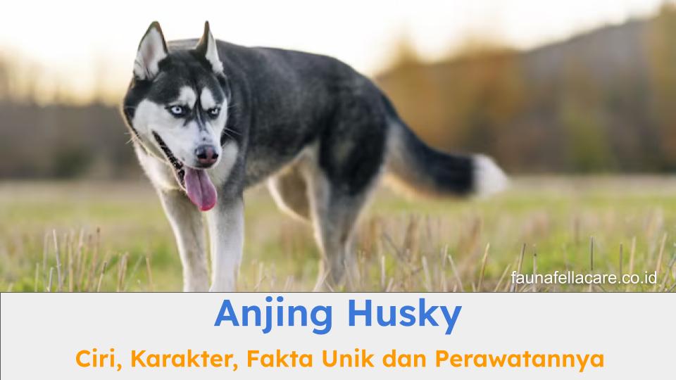 Anjing husky memiliki berbagai ciri, karakter dan fakta unik serta perawatan yang harus Anda ketahui.