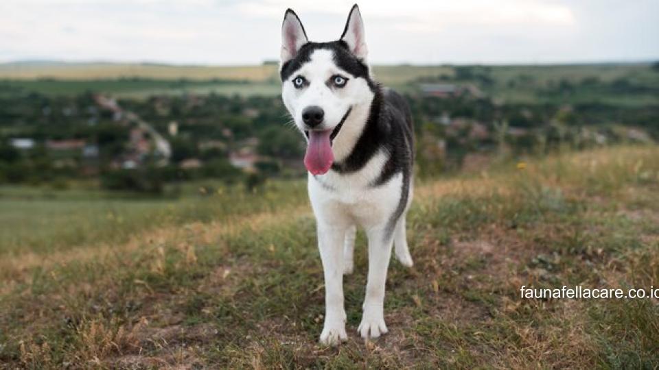 Anjing husky memiliki ciri fisik yang khas dari tatapan mata yang tajam dan telinganya.