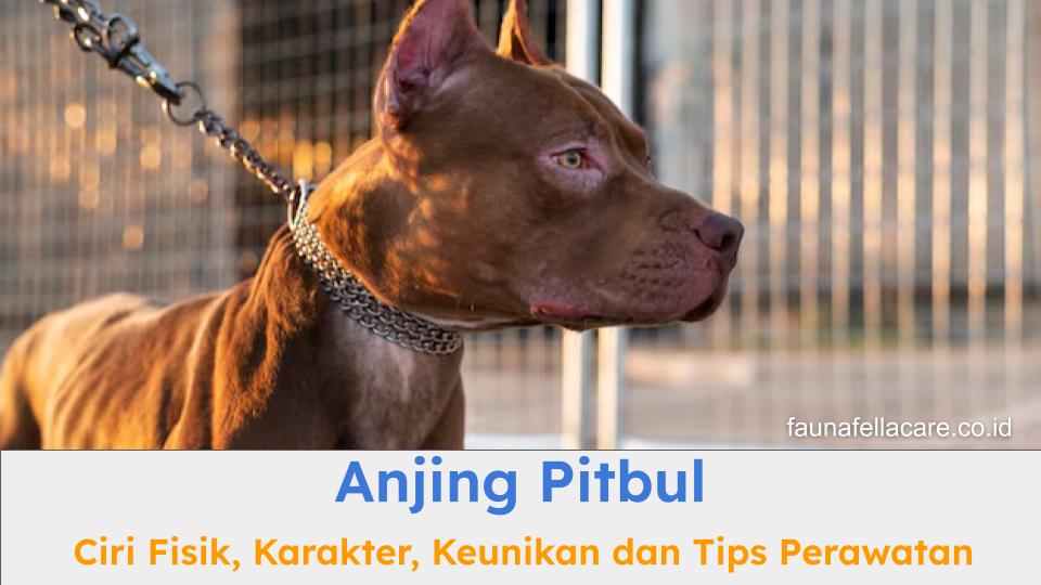 Anjing pitbul memiliki ciri fisik, karakter dan berbagai keunikan yang khas. Anjing ini kuat dan memiliki energi yang besar.
