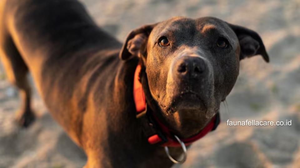 Anjing pitbul memiliki ciri khas dari bentuk badan hingga tatapan tajamnya.