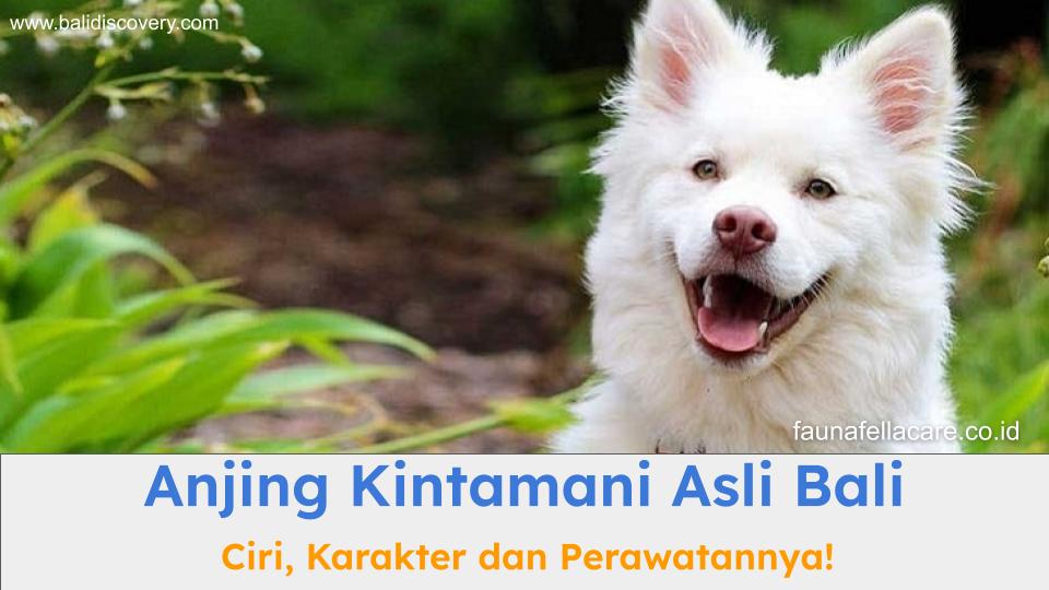 Anjing kintamani asli dari Bali dan memiliki ciri, karakter dan keunikan tersendiri. Anjing ini juga sudah diakui secara global.