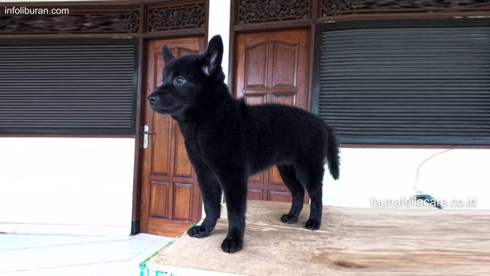 Anjing kintamani memiliki karakter mandiri dan mudah beradaptasi dengan lingkungan baru.