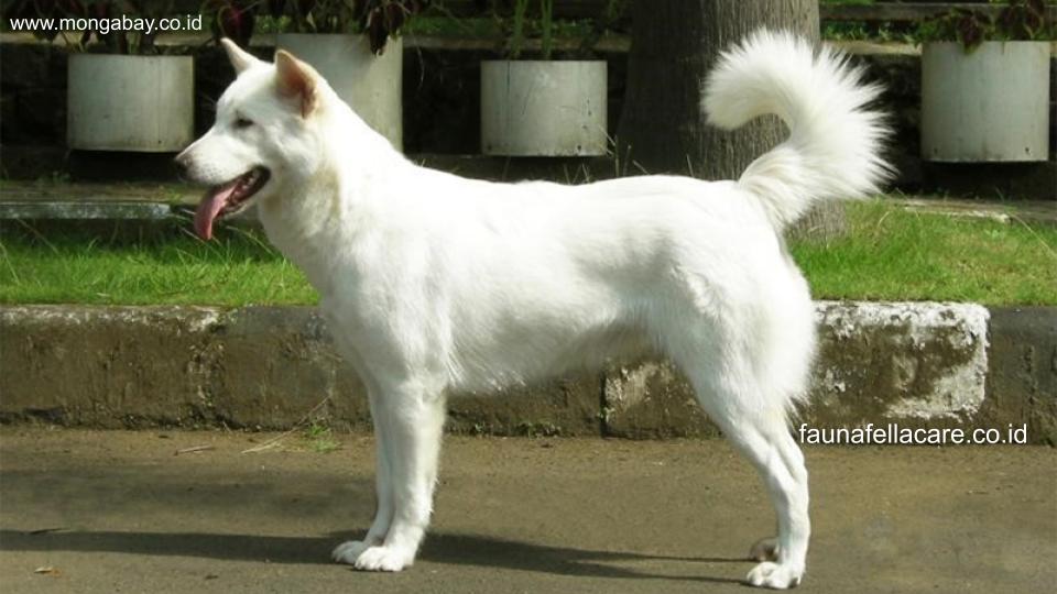 Anjing kintamani memiliki ciri fisik yang khas, seperti ekor yang melingkar, dominan warna putih dan postur tubuh yang kuat.