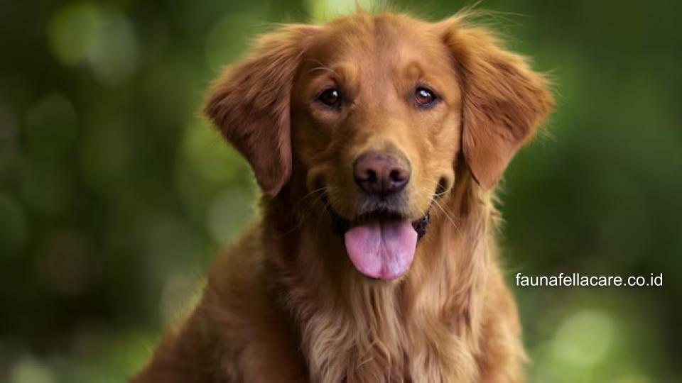 Anjing golden memiliki ciri warna bulu yang khas dan fisik yang besar dan kuat.