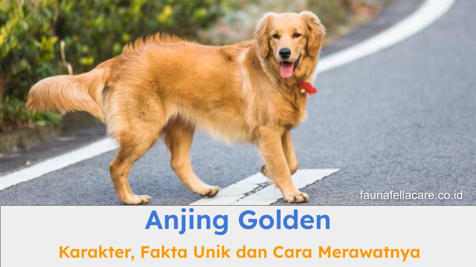 Anjing golden memiliki ciri, karakter dan fakta unik yang menarik. Cara merawatnya juga tergolong mudah.