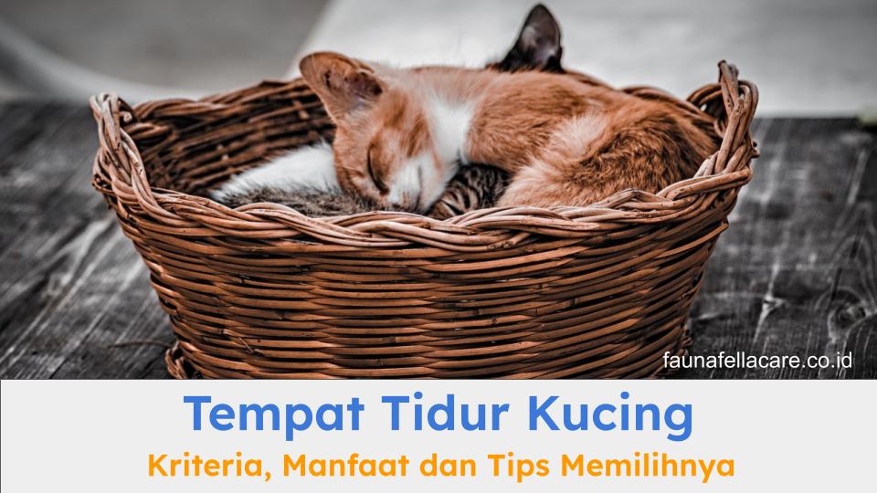 Tempat tidur kucing bisa terbuat dari berbagai bahan. Tapi yang jelas harus nyaman dan memenuhi kebutuhan anabul.