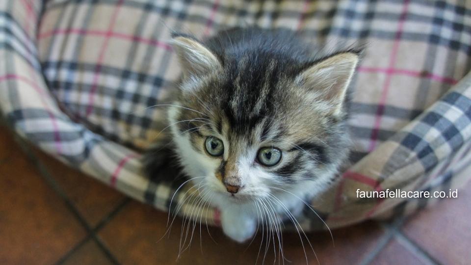 Tempat tidur kucing yang nyaman memberikan banyak manfaat seperti terhindar dari penyakit, kucing merasa aman dan mengurangi risiko sakit.