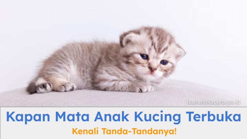 Kapan mata anak kucing terbuka harus menjadi perhatian serius bagi pemilik kucing, agar dapat mengambil tindakan yang tepat.