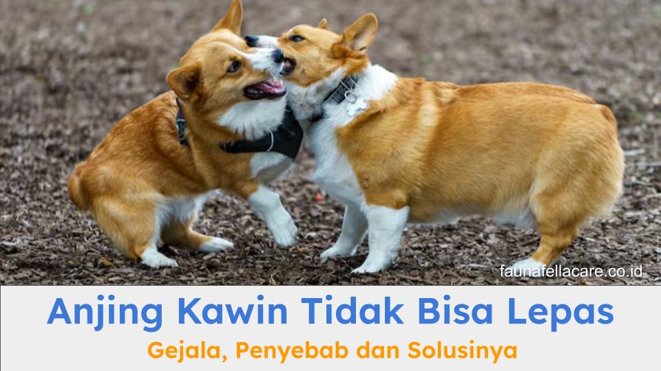 Anjing kawin tidak bisa lepas adalah hal alami. Tapi, pemilik juga harus memastikan untuk waspada jika ada hal yang terlihat mulai tidak wajar.