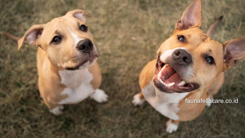 Di antara gejala anjing kawin tidak bisa lepas adalah seperti terlihat tegang, nafas pendek hingga longlongan yang keras.