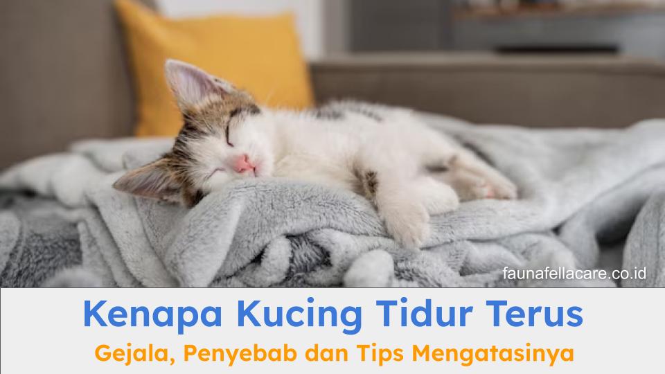 Kenapa kucing tidur terus bisa menjadi pertanyaan serius karena tidur adalah hal lumrah tapi juga perlu diwaspadai jika terlalu lama.