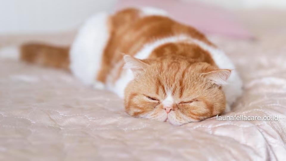 Kenapa kucing tidur terus bisa karena cuaca atau usia kucing yang mulai tua atau bahkan karena nutrisi yang tidak seimbang.