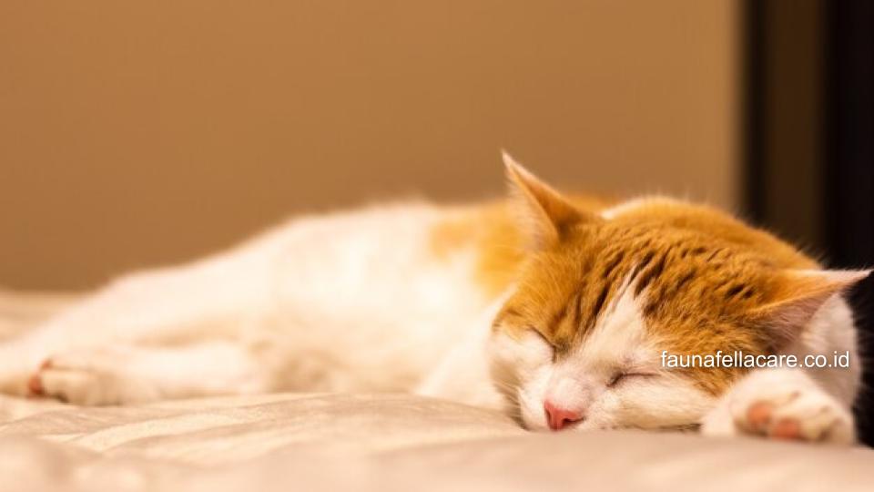 Gejala kenapa kucing tidur terus bisa terlihat dari kucing yang tidak merespon hingga berat badan yang turun.