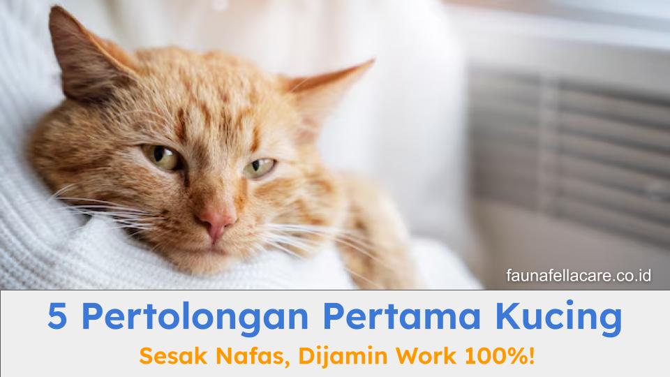 Pertolongan pertama kucing sesak nafas harus dimulai dari mengenal gejala dan penyebabnya hingga melakukan langkah yang tepat.