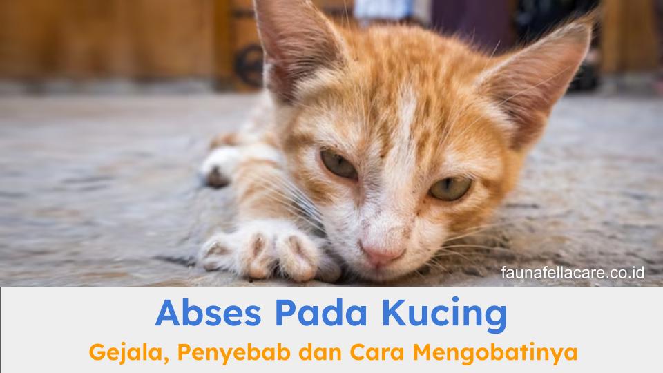 Abses pada kucing bisa terjadi pada setiap jenis kucing. Kenali berbagai gejala, penyebab dan cara mengobatinya.