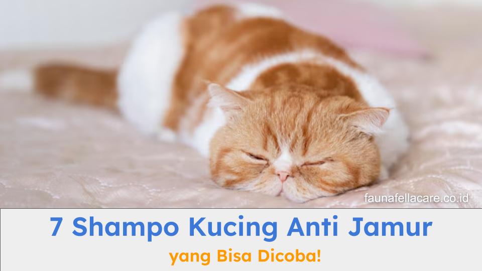 Shampoo kucing anti jamur bisa menjadi solusi untuk mengatasi jamur dan kutu pada kucing kesayangan.