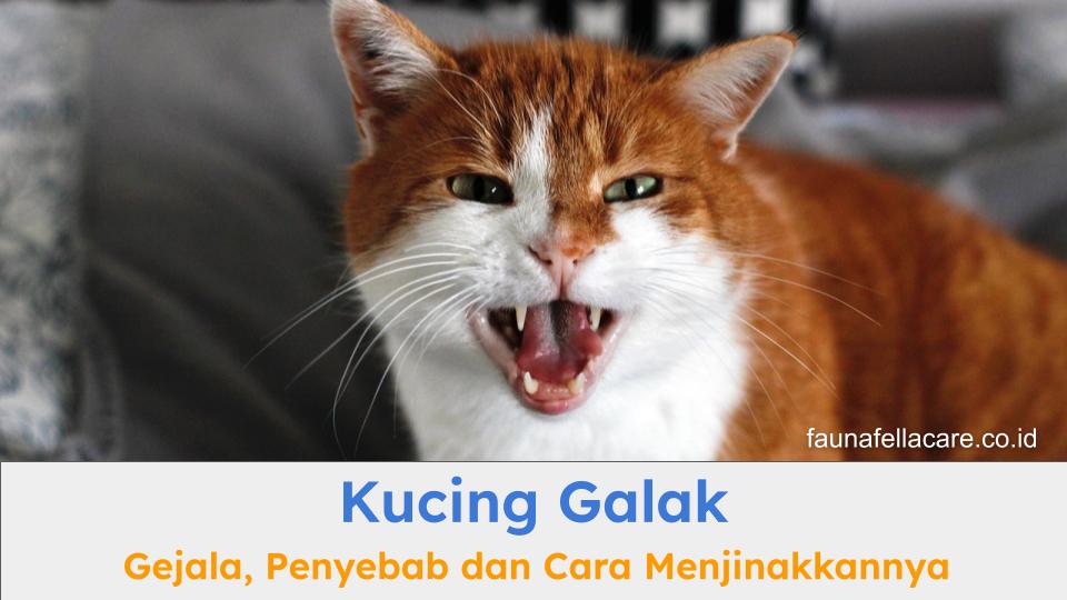Kucing galak bisa disebabkan oleh berbagai hal. Sehingga, cara mengatasinya pun bisa beragam tergantung penyebabnya.