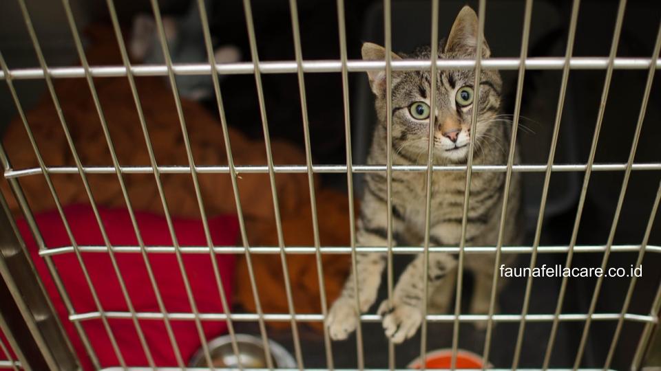 Kriteria kandang kucing aluminium harus tepat saat memilih, agar kucing nyaman dan kandang mudah dibersihkan.